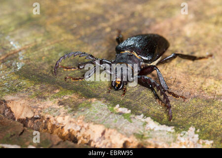 Prionus longicorne asiatique, la plus grande, le longhorn tanner, le sawyer (Prionus coriarius), homme sur le bois, Allemagne Banque D'Images