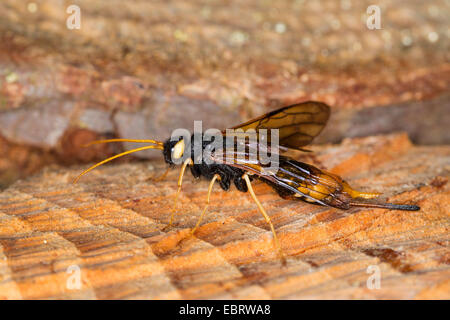 Bois géant, giant wasp magyar, magyar à plus grande (Urocerus gigas), femme assise sur des bûches de bois, Allemagne Banque D'Images