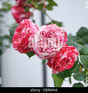 Nostalgie-Rose (Rosa 'Meilleure Impression'), le cultivar meilleure impression Banque D'Images