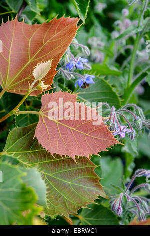 Henry's le tilleul (Tilia henryana), de feuilles, de Eagle Harbor, Floriade 2012 Banque D'Images