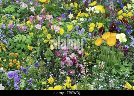 Pansy, Pansy violette (Viola x wittrockiana, Viola wittrockiana, Viola hybrida), parterre de fleurs au printemps Banque D'Images