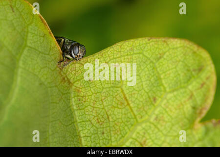 Jewel beetle (Agrilus spec.), assis dans une feuille de chêne, Allemagne Banque D'Images