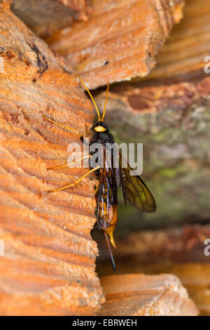 Bois géant, giant wasp magyar, magyar à plus grande (Urocerus gigas), femme assise à sciage de bois, Allemagne Banque D'Images