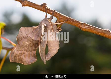 Hawk-moth peuplier, peuplier Laothoe populi (sphynx, Sphinx populi), homme à une tige, Allemagne Banque D'Images