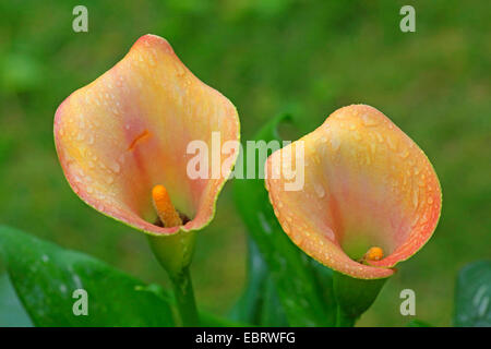 Calla Lily commun, Jack in the pulpit, magasin de fleurs, calla lily, égyptien (Zantedeschia aethiopica Arum, Calla aethiopica), dans un jardin sous la pluie Banque D'Images