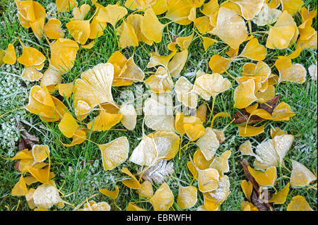 Arbre aux 40 écus, Ginkgo, Arbre de ginkgo, Ginko biloba de ginkgo (arbre), les feuilles sur le sol avec le givre, l'Allemagne, Mecklembourg-Poméranie-Occidentale Banque D'Images