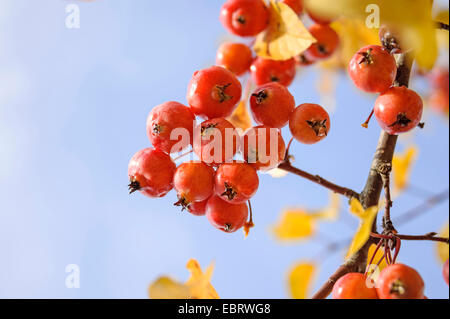 Pommier ornemental (Malus 'Evereste', Malus Evereste), les fruits sur une branche, le cultivar Evereste Banque D'Images