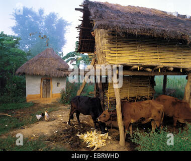 En vertu cattles maison sur pilotis dans un village, Népal, Tumlingtar Banque D'Images