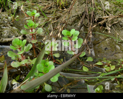 Spatulaleaf salicaire (Lythrum portula Peplis portula,), en voie humide, Allemagne, Rhénanie du Nord-Westphalie Banque D'Images