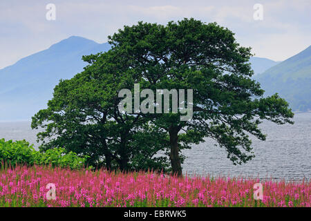 L'épilobe, blooming sally, Rosebay willow-herb, Grand willow-herb (Epilobium angustifolium, Chamerion angustifolium), Tree à l'inmidst Highlands écossais de l'épilobe Banque D'Images