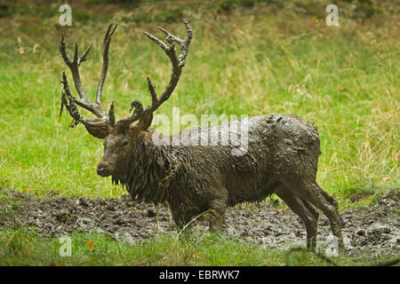 Red Deer (Cervus elaphus), stag après se vautrer, en Allemagne, en Rhénanie du Nord-Westphalie, Rhénanie-Palatinat Banque D'Images