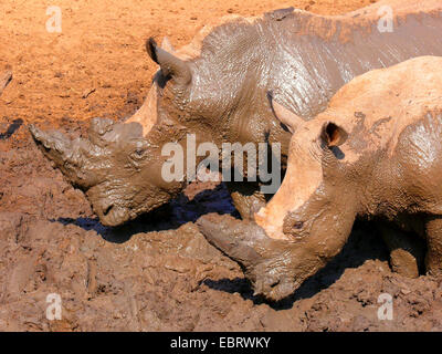 Rhinocéros blanc, carré-lipped rhinoceros, grass rhinoceros (Ceratotherium simum), deux dans le rhinocéros se vautre boueux, Afrique du Sud Banque D'Images