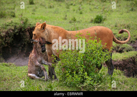 Lion (Panthera leo), la lionne a capturé un veau gnu, la Tanzanie, le Parc National du Serengeti Banque D'Images
