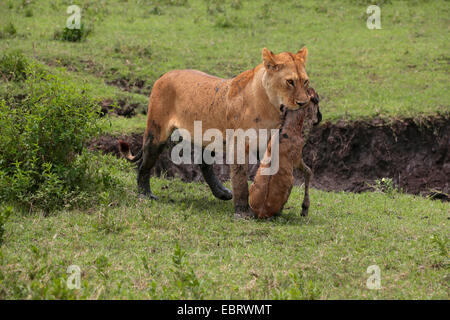 Lion (Panthera leo), lionne portant un veau gnou pris dans la bouche, la Tanzanie, le Parc National du Serengeti Banque D'Images