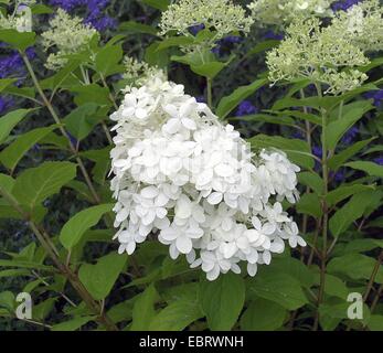 Panicule hortensia (Hydrangea paniculata 'Limelight', Hydrangea paniculata Limelight Limelight), le cultivar, blooming Banque D'Images