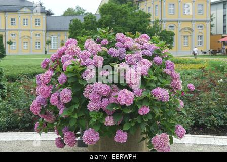 Hortensia jardin dentelle, cap hortensia (Hydrangea macrophylla), qui fleurit dans un parc du château Banque D'Images