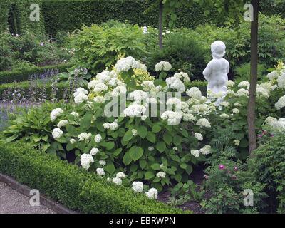 Hortensia (Hydrangea arborescens sauvages 'Grandiflora', Hydrangea arborescens grandiflora), le cultivar grandiflora, dans un jardin en fleurs Banque D'Images
