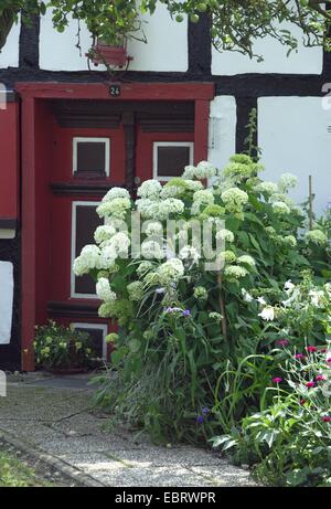 Hortensia (Hydrangea arborescens sauvages 'Grandiflora', Hydrangea arborescens grandiflora), le cultivar grandiflora, fleurir dans une forgearden d'une maison à colombages, Allemagne Banque D'Images