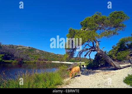 Les bovins domestiques (Bos primigenius f. taurus), vache sur la plage de Saleccia à des Agriates, France, Corse, les Agriates, Saint Florent Banque D'Images