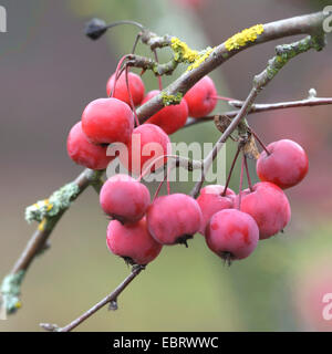 Pommier ornemental (Malus 'Red Sentinel', Malus) sentinelle rouge, le cultivar sentinelle rouge Banque D'Images