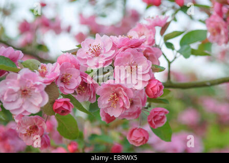 Adams pommetier (Malus 'Brandy Magic', Malus Brandy Magic), le cultivar Brandy Magic Banque D'Images