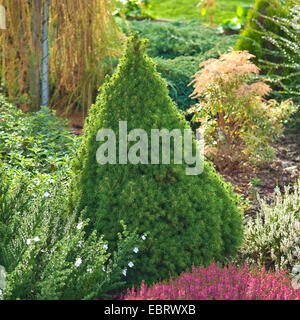 Cat l'épinette, skunk, épinette blanche, épinette Alberta nain epicéa (Picea glauca 'Conica', Picea glauca Conica), le cultivar Conica, Allemagne Banque D'Images