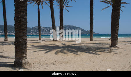 Des palmiers jettent des ombres sur la côte espagnole avec des roses vues à travers les arbres en arrière-plan Banque D'Images