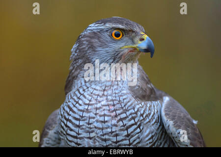 L'Autour des palombes (Accipiter gentilis), portrait d'une femme adulte, l'Allemagne, Bade-Wurtemberg Banque D'Images