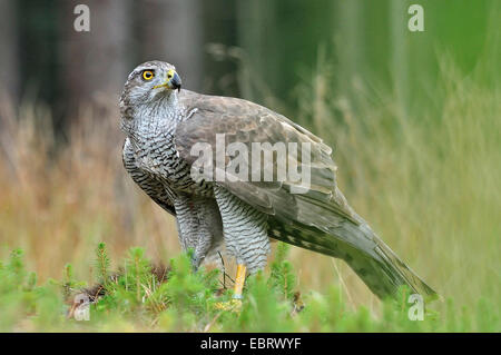 L'Autour des palombes (Accipiter gentilis), assis sur le sol, Allemagne Banque D'Images