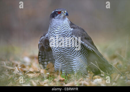 L'Autour des palombes (Accipiter gentilis), femelle adulte avec des yeux rouge debout sur terrain forestier avec ailes déployées, Finlande Banque D'Images