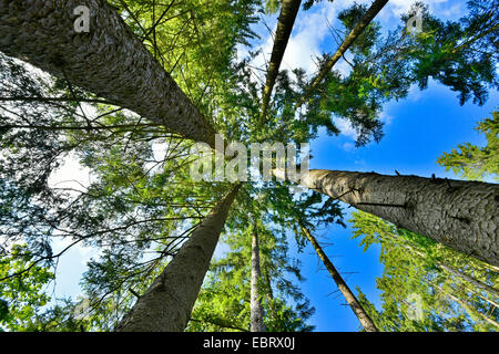 L'épinette de Norvège (Picea abies), vue par le bas dans les couronnes d'une forêt de sapins, Allemagne, Bavière, Oberpfalz Banque D'Images