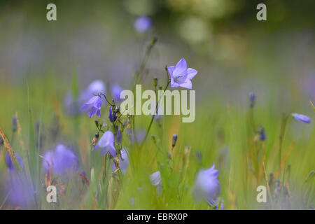 Lady's-dé, scotch bluebell, la campanule à feuilles rondes (Campanula rotundifolia), dans un pré en fleurs, l'Allemagne, la Bavière Banque D'Images