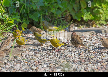 Verdier d'Europe (Carduelis chloris), avec des arbres à un site d'alimentation, les céréales fourragères sur le terrain, Allemagne Banque D'Images