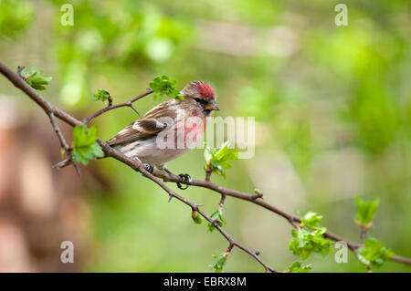 Sizerin flammé (Carduelis cabaret moindre), mâle adulte, perché sur une branche c'est juste entrée en feuille, à Fairburn Ings, RSPB West York Banque D'Images