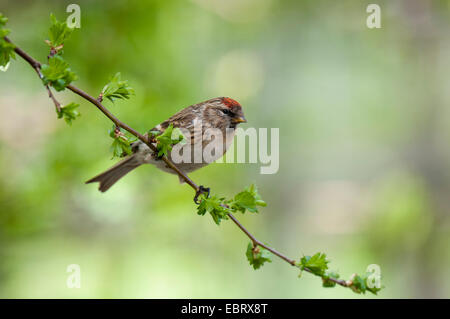 Sizerin flammé (Carduelis cabaret moindre), femelle adulte, perché sur une branche c'est juste entrée en feuille, à Fairburn Ings, RSPB West Yo Banque D'Images