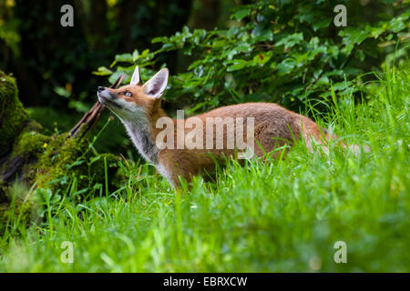 Le renard roux (Vulpes vulpes), fox cub se trouve dans une forêt, prairie, Suisse, Sankt Gallen, Rheineck Banque D'Images