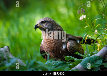 Milan noir, jaune-billed kite (Milvus migrans), siège en ameadow, Suisse, Sankt Gallen, Rheineck Banque D'Images