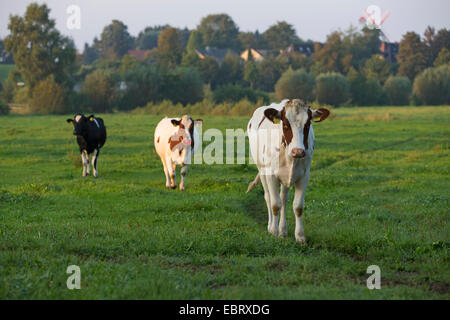Les bovins domestiques (Bos primigenius f. taurus), les bovins au pâturage, l'élevage éthique, l'Allemagne, Schleswig-Holstein Banque D'Images