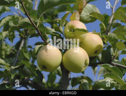 Pommier (Malus domestica 'Golden Delicious', Malus domestica Golden Delicious), le cultivar Golden Delicious, la pomme sur un arbre Banque D'Images