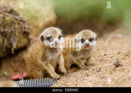 À queue fine, suricate (Suricata suricatta) suricates, deux petits Banque D'Images