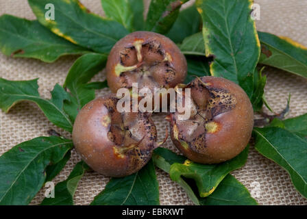 Néflier (Mespilus germanica 'Hollaendische Grossfruechtige» Hollaendische Grossfruechtige, Mespilus germanica), recueilli les fruits du cultivar Hollaendische Grossfruechtige avec des feuilles sur un bureau Banque D'Images