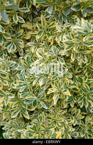 (Euonymus japonicus Euonymus japonais 'Aureomarginatus', Euonymus japonicus Aureomarginatus), le cultivar Aureomarginatus Banque D'Images