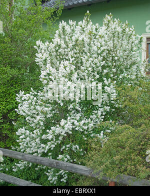 Perle commun Bush (Exochorda racemosa), blooming Banque D'Images