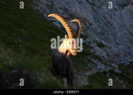 Bouquetin des Alpes (Capra ibex, Capra ibex ibex), ibix dans lumière du soir sur les Alpes suisses, la Suisse, l'Alpstein, Altmann Banque D'Images