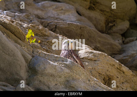 Kestrel Kestrel eurasien, l'Ancien Monde, faucon crécerelle, faucon crécerelle (Falco tinnunculus), les jeunes se trouve sur une corniche kestrel, Suisse, Sankt Gallen, Rheineck Banque D'Images