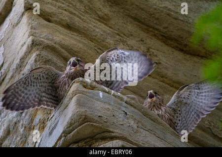 Kestrel Kestrel eurasien, l'Ancien Monde, faucon crécerelle, faucon crécerelle (Falco tinnunculus), deux jeunes faucons crécerelles mendier sur une corniche, Suisse, Sankt Gallen, Rheineck Banque D'Images