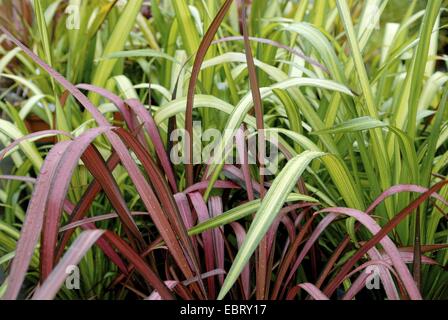 Le lin de Nouvelle-Zélande (Phormium 'Yellow Wave', le Phormium Yellow Wave), le cultivar vague jaune Banque D'Images