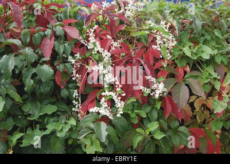 Virginia creeper, Woodbine berry (Parthenocissus quinquefolia 'Engelmannii', Parthenocissus quinquefolia Engelmannii), le cultivar Engelmannii avec Fallopia aubertii Banque D'Images