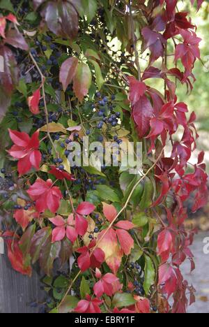 Virginia creeper, Woodbine berry (Parthenocissus quinquefolia 'Engelmannii', Parthenocissus quinquefolia Engelmannii), le cultivar engelmannii, la fructification Banque D'Images