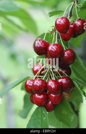 Cherry Tree, Sweet cherry (Prunus avium 'Cainiola Cainiola', Prunus avium), le cultivar Cainiola Banque D'Images